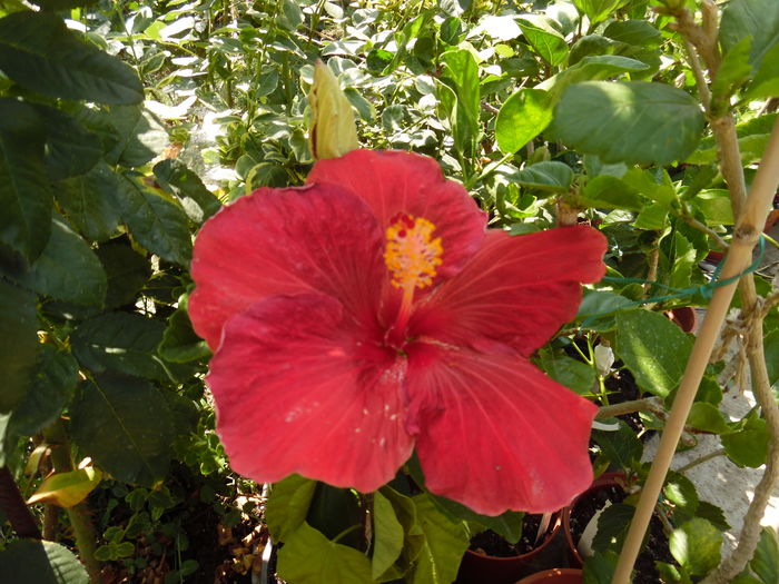 101 - 00 Hibiscus 2016