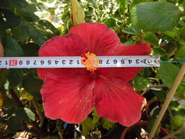 103 - 00 Hibiscus 2016