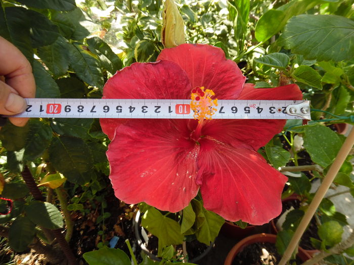 104 - 00 Hibiscus 2016