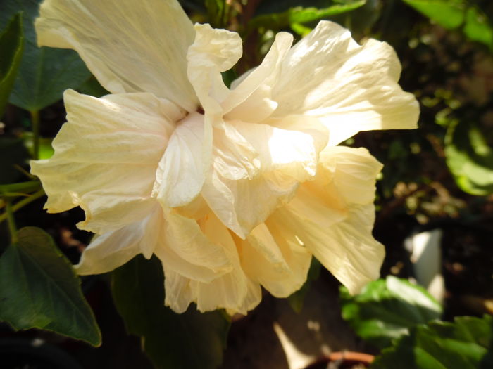 105 - 00 Hibiscus 2016
