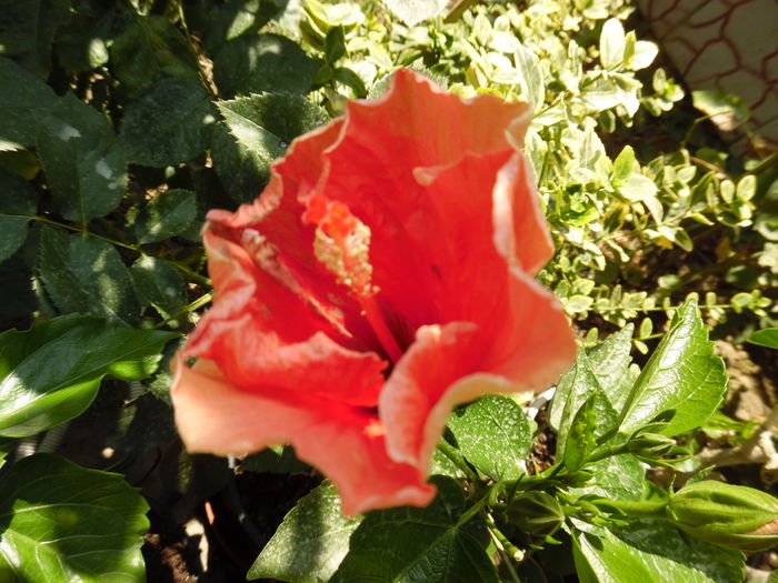 106 - 00 Hibiscus 2016