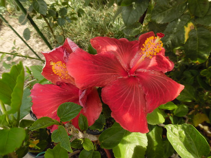 140 - 00 Hibiscus 2016