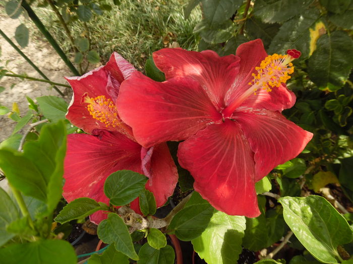 141 - 00 Hibiscus 2016
