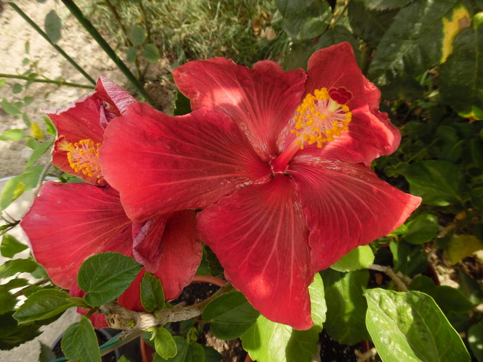 142 - 00 Hibiscus 2016