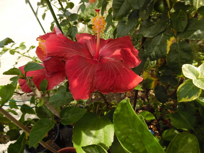 143 - 00 Hibiscus 2016