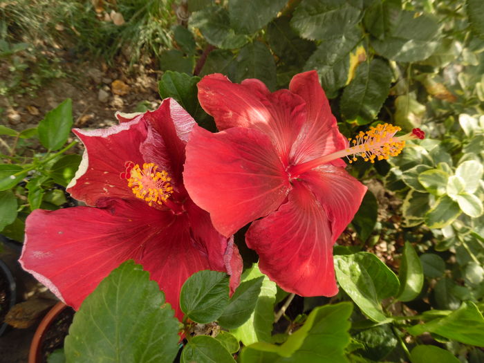 144 - 00 Hibiscus 2016