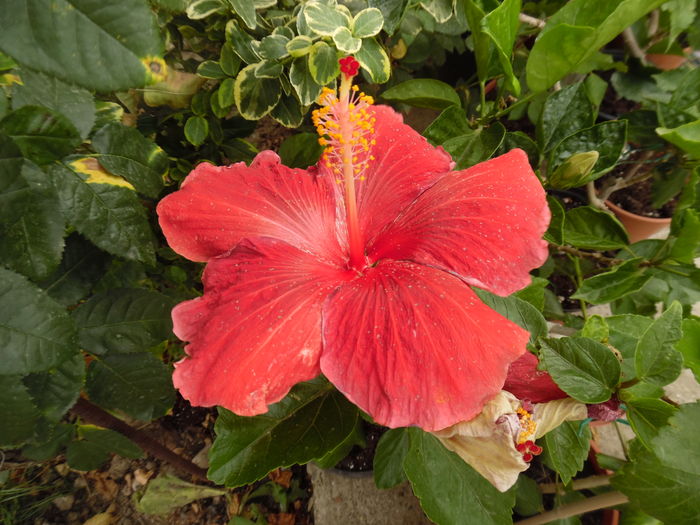 302 - 00 Hibiscus 2016