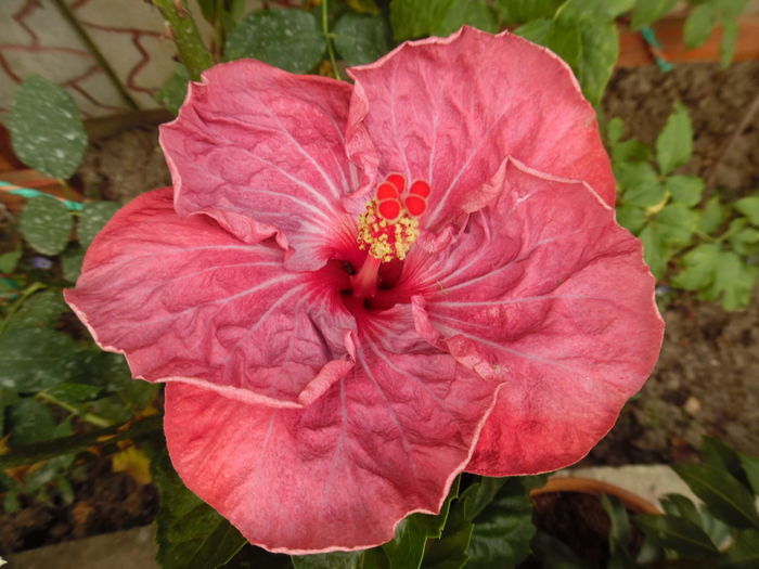 303 - 00 Hibiscus 2016