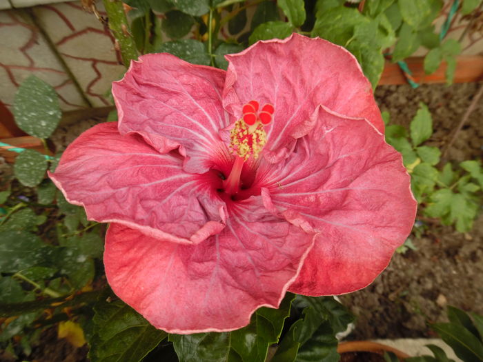 304 - 00 Hibiscus 2016