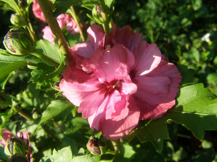 P8060044 - de gradina