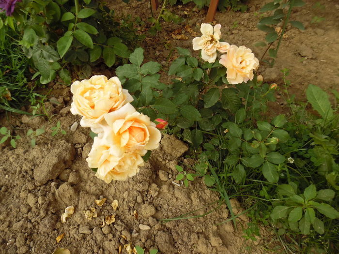 Un puiut harnicut...