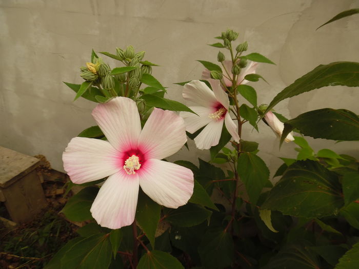 083