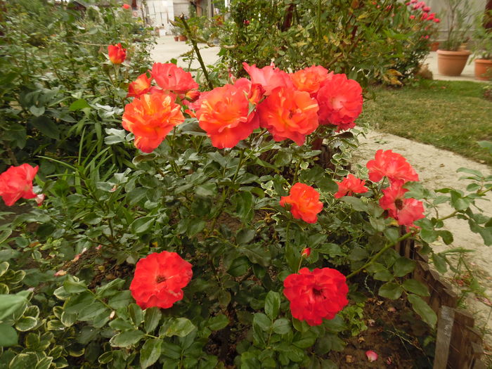 241 - Meilland Sorbet Fruite