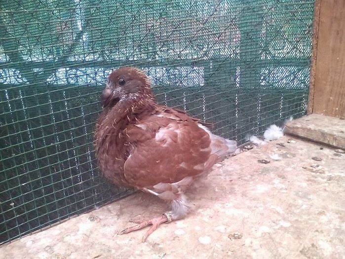 14009850_908311455979338_47817854_n - Tineret AGH 2016