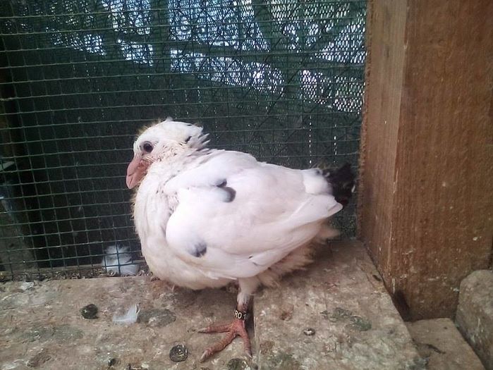 14009784_908311482646002_1023943873_n - Tineret AGH 2016