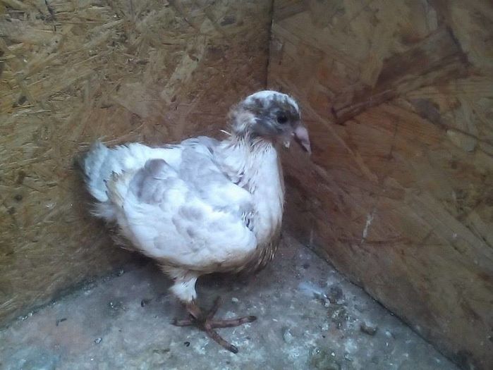 13874550_901870973290053_465601982_n - Tineret AGH 2016