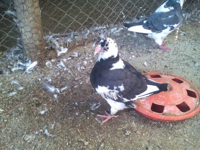 13942727_908311735979310_1883250132_n - Tineret AGH 2016