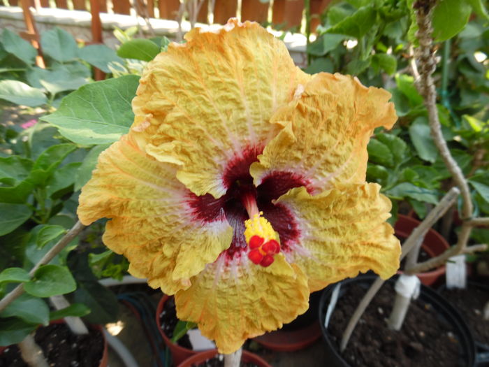 Tiger cub - 00 Hibiscus 2016