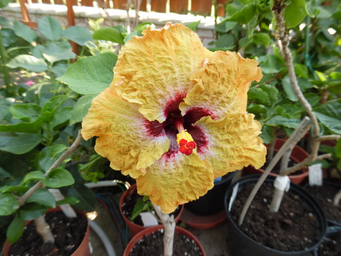 084 - 00 Hibiscus 2016