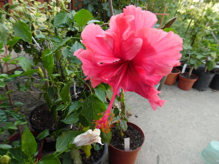 091 - 00 Hibiscus 2016