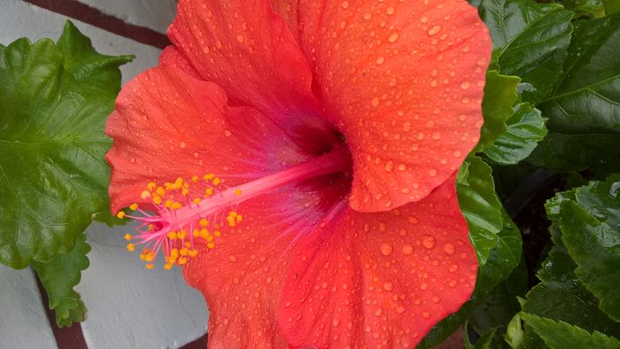 WP_20160811_15_27_38_Pro - Hibiscus Isabella