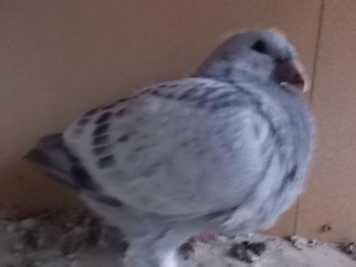DSCN0546