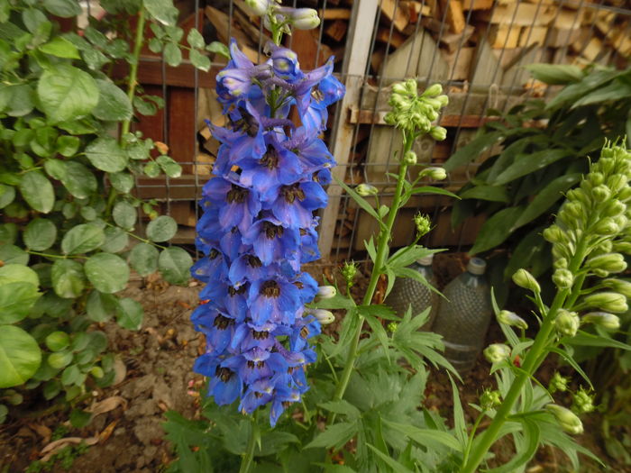 263 - 2016 Flori si Trandafiri 2