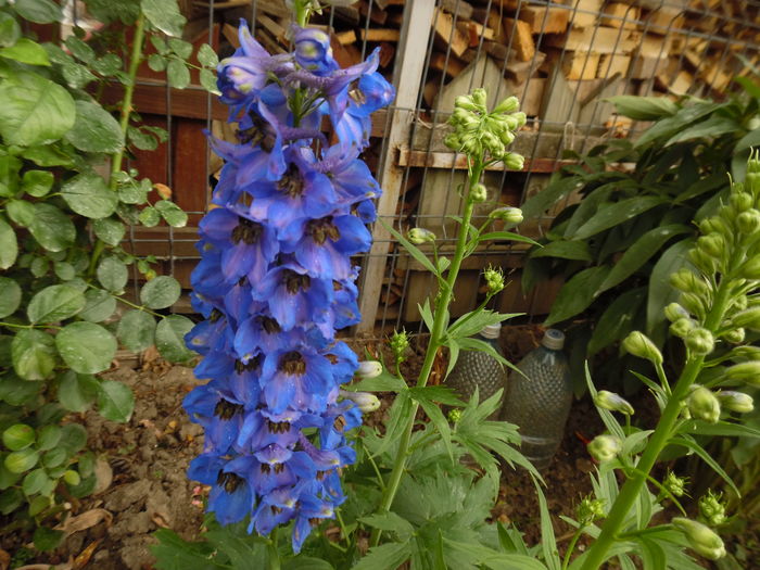 264 - 2016 Flori si Trandafiri 2