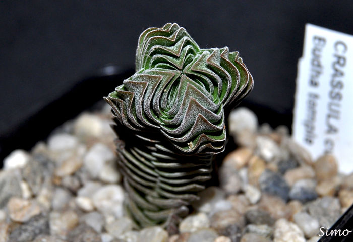 Crassula cv. Budha temple - Cactusi si suculente