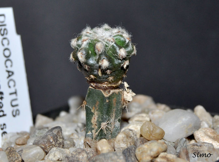 Discocactus horstii - Cactusi si suculente