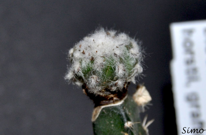 Discocactus horstii - Cactusi si suculente