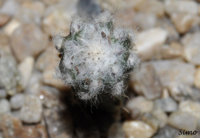 Discocactus horstii - Cactusi si suculente
