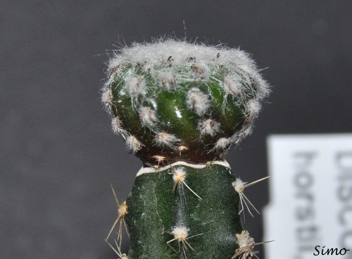 Discocactus horstii