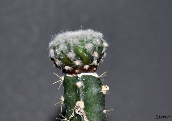 Discocactus horstii