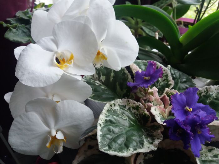 20160812_090018 - Orhidee