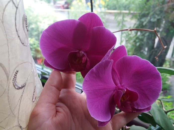 reinfloriri - Orhidee