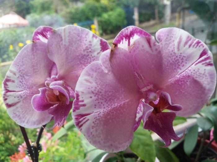 reinfloriri - Orhidee