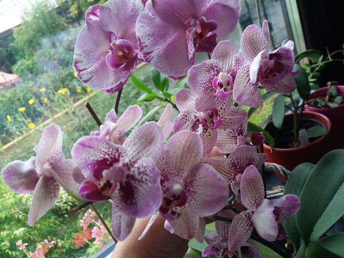 20160812_090642 - Orhidee