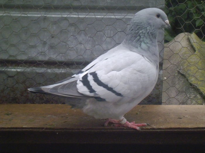REZERVATA