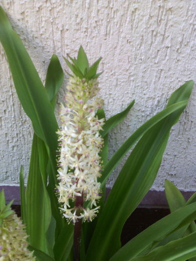 IEucomis punctata - 01-Flori din curtea mea 2016