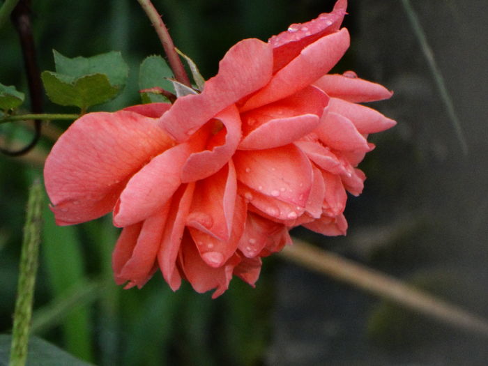 DSC09856
