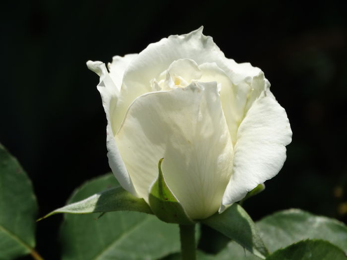 DSC09793