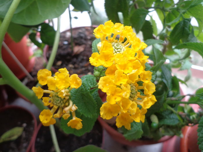 Lantana