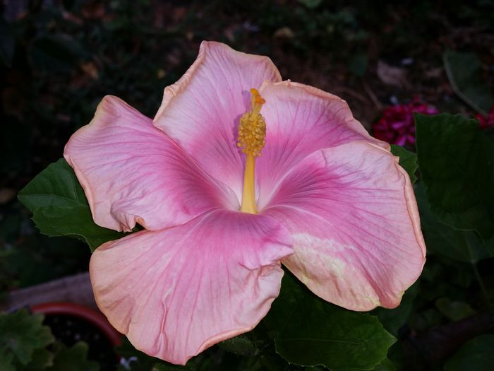  - tahitian lavender pastel
