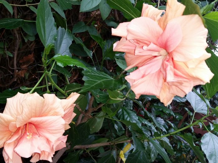 12 Aug.2016 - hibiscus