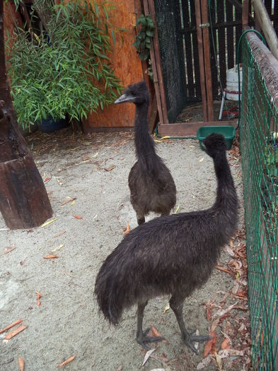  - Emu