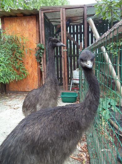  - Emu