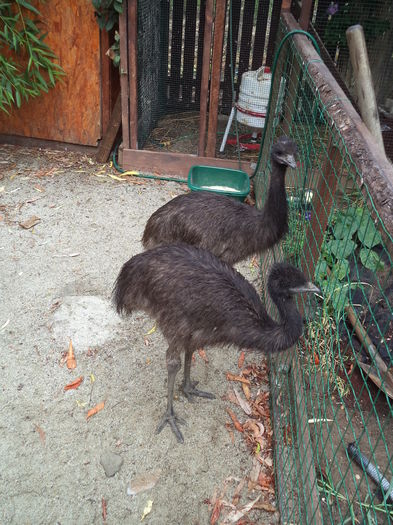  - Emu