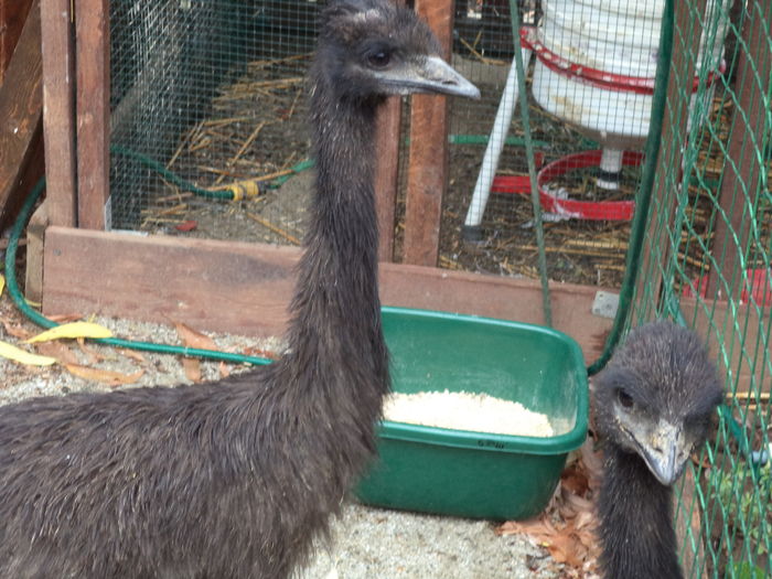  - Emu