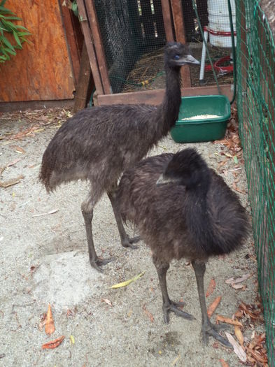  - Emu